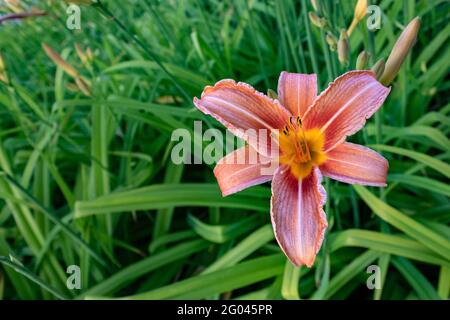 Einzelne orangene Tageslilie (Hemerocallis fulva) im grünen Gras, Nahaufnahme, Draufsicht. Schöne Zierblume Stockfoto