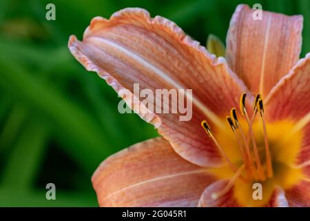 Makronaht einer blühenden orangen Taglilie (Hemerocallis fulva) mit detaillierten Blütenblättern und Staubblättern Stockfoto