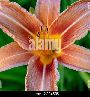 Orangene Taglilie (Hemerocallis fulva) auch Grabenlilie oder Tigerlilie im grünen Gras, Nahaufnahme Detail, Draufsicht Stockfoto