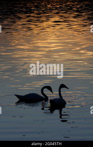 Vadnais Heights, Minnesota. Vadnais Lake Regional Park. Silhouette eines Trompeter Schwans; Cygnus buccinator; Schwimmen in einem See bei Sonnenuntergang. Stockfoto