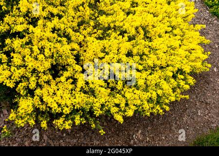 Cytisus decumbens Gelber Strauch Gartensaum Blumen wachsende Pflanze Besen Stockfoto