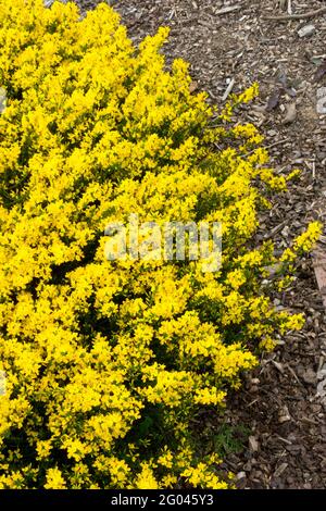 Prostrate Besen Cytisus decumbens Gelber Strauch Gartensaum Blumen wachsende Pflanze Besen Stockfoto