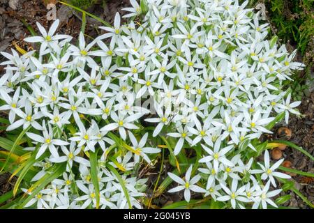 Ornithogalum umbellatum Ornithogalum Star of Bethlehem Sleepydick Nickerchen mittags Weiße sternförmige Blüten bulbous mehrjährige Pflanze Stockfoto