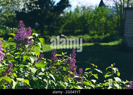 Erste Frühlingsblumen flieder auf dem Hintergrund des Hauses Stockfoto