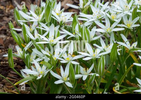 Ornithogalum umbellatum Ornithogalum Star of Bethlehem Sleepydick Nickerchen mittags Weiße sternförmige Blüten bulbous mehrjährige Pflanze Stockfoto