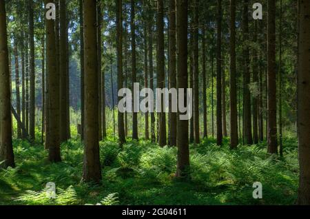 Schattierungen von Grün in einem Wald im Sonnenlicht des frühen Morgens: Gerade Stämme von Kiefern und Farnen Stockfoto