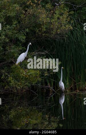 Vadnais Heights, Minnesota. Vadnais Lake Regional Park. Zwei große Reiher, Ardea alba in einer wunderschönen Lage am See. Stockfoto