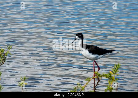 Maui, Hawaii. Black-necked Slip; 'Himantopus mexicanus knudseni' im Kealia Pond National Wildlife Refuge. Stockfoto