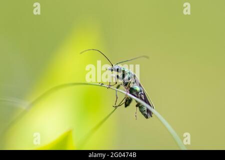 Geschwollener Käfer, Oedemera nobilis, Insekt auf grünem Hintergrund Stockfoto