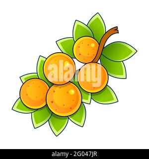Frische reife Orangen mit Blättern und Blüten. Vektorgrafik für Ihr Design. Verpackung orange Stock Vektor