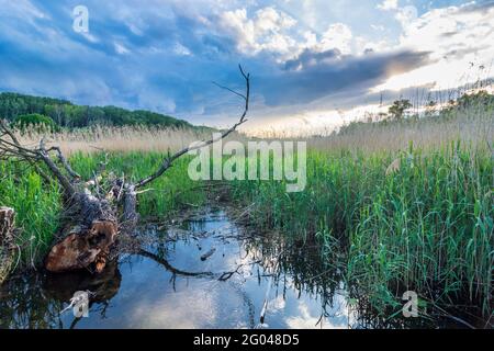 Wien, Wien: oxbowsee Eberschützwasser in der Aue Lobau, Schilf, Teil des Nationalparks Donauauen (Donau-Auen Nationalpark) im Jahr 22. Donaustadt, Wie Stockfoto