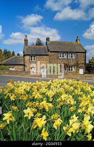 Großbritannien, West Yorkshire, Wakefield, Woolley Cottages neben dem Grün mit Narzissen in voller Blüte. Stockfoto