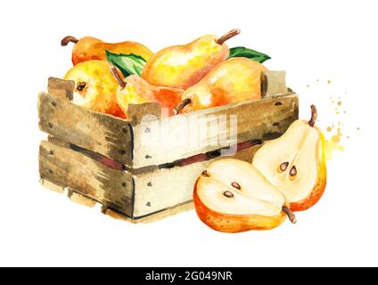 Box mit frischen reifen roten gelben Honig Birne Früchte. Handgezeichnete Aquarellillustration, isoliert auf weißem Hintergrund Stockfoto