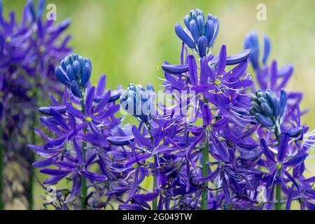 Große camas Camassia esculenta Blaue Camas Swamp Sego Camas Lily Camassia Quamash Camassia Blumen Wilde Hyazinthe gemeine Camas Pflanze Camassia leichtlini Stockfoto