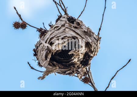 Blick in den riesigen Bienenstock, der an einem Kaugummi hängt Baumzweig mit den Waben an einem sonnigen Tag ausgesetzt Im Winter Stockfoto