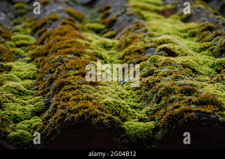 Nahaufnahme eines mit Moos bedeckten Daches Stockfoto