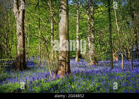 UK, South Yorkshire, Sheffield, Woolley Holz Glockenblumen Stockfoto