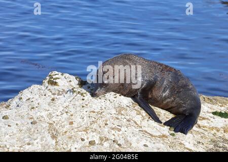 Neuseeländischer Seebär / Neuseeländischer Seehund / Arctocephalus forsteri Stockfoto