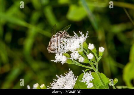 Vadnais Heights, Minnesota. John H. Allison Forest. Seitenansicht einer Schwarzschulter-Drohnenfliege, Eristalis dimidiata, die sich auf der weißen Schlangenfußblume ernährt. Stockfoto