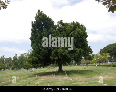 Santa Ana, Kalifornien, USA 29. Mai 2021 EIN allgemeiner Blick auf die Atmosphäre des Fairhaven Memorial Parks in Santa Ana, Kalifornien, USA. Foto von Barry King/Alamy Stockfoto Stockfoto