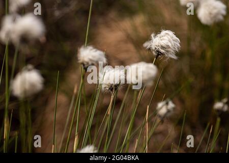 Myrull Eriophorum brachyantherum in einem Feld Stockfoto