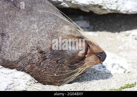 Neuseeländischer Seebär / Neuseeländischer Seehund / Arctocephalus forsteri Stockfoto