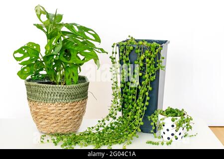 Tropische Monstera-Affenmaske und Senecio Rowleyanus auf weißem Hintergrund, isoliert. Exotische Heimpflanzen Affenmaske und Senecio Rowleyanus aus der Nähe. Stockfoto