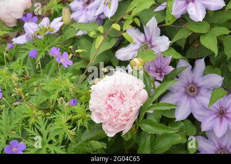 Paeonia Noemie Demay & Clematis Candy Stripe Stockfoto