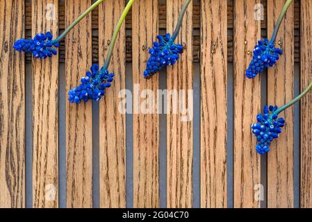 Kleine blaue Muscari-Blumen auf dem Tisch aus Holzbohlen Stockfoto