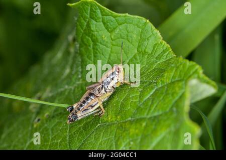 Balsam Lake, Wisconsin. Grasshopper mit grünen Beinen, Melanoplus viridipes, die im Frühjahr auf einer grünen Pflanze ruht. Stockfoto