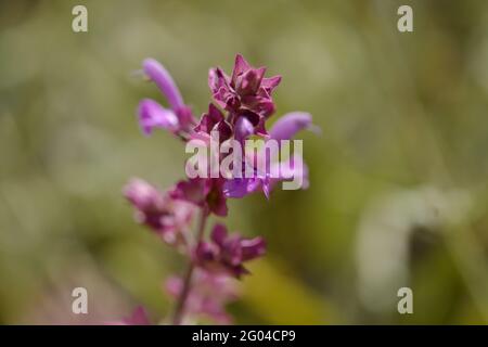 Flora von Gran Canaria - blühender Salvia canariensis, Kanarische Salbei mit natürlichem Makro-floralem Hintergrund Stockfoto