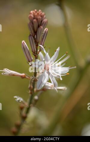 Flora von Gran Canaria - Asphodelus ramosus, auch bekannt als verzweigte asphaltierte Blumenhintergrund Stockfoto