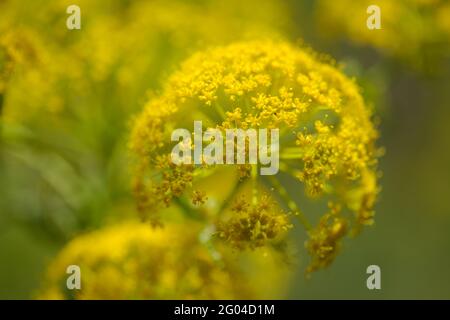 Flora von Gran Canaria - Ferula linkii, riesiger Kanarienfenchel, endemisch auf den Kanarischen Inseln Stockfoto