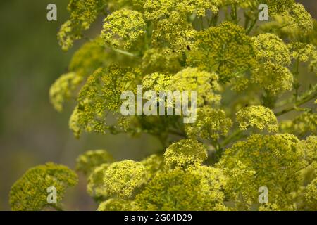 Flora von Gran Canaria - Todaroa montana, endemische Pflanze auf den Kanarischen Inseln, natürlicher makrofloraler Hintergrund Stockfoto