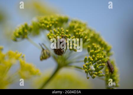 Flora von Gran Canaria - Todaroa montana, endemische Pflanze auf den Kanarischen Inseln, natürlicher makrofloraler Hintergrund Stockfoto