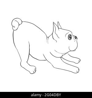 Französische Bulldogge Hintergrund. Vektorgrafik. Hund, Illustration, französisch Stock Vektor