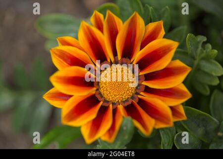 Blühende Gazania Rigens, Schatzblume, natürlicher Makro-floraler Hintergrund Stockfoto