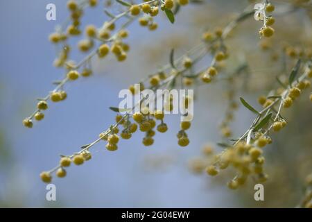 Flora von Gran Canaria - Artemisia thuscula, aufgrund seiner hocharomatischen Wurzeln, der natürlichen makrofloralen Hintergrundfarbe, lokal als Weihrauch bezeichnet Stockfoto