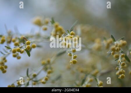 Flora von Gran Canaria - Artemisia thuscula, aufgrund seiner hocharomatischen Wurzeln, der natürlichen makrofloralen Hintergrundfarbe, lokal als Weihrauch bezeichnet Stockfoto