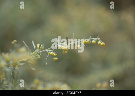Flora von Gran Canaria - Artemisia thuscula, aufgrund seiner hocharomatischen Wurzeln, der natürlichen makrofloralen Hintergrundfarbe, lokal als Weihrauch bezeichnet Stockfoto