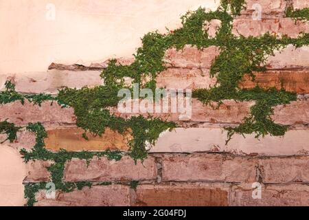 Fragment der antiken Vintage-Wand mit Moos, das aus ihr herauswächst. Strukturierte Wand mit dekorativem Putz und Ziegeln. Das Konzept des Sieges der Natur o Stockfoto