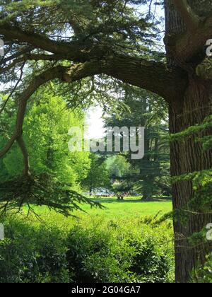 Das Vergnügen des 18. Jahrhunderts ist ein Grund für die englische Aristokratie: Das Capability Brown Parkland in Compton Verney in Warwickshire mit den Zedern des Libanon. Stockfoto