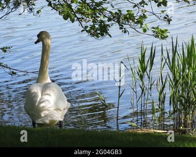 Foto eines weißen Schwans am Rand des Wassers, der im strahlenden Sonnenlicht neben einem Schilfklumpen über das Wasser blickt. Stockfoto