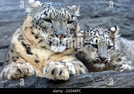 Vishnu, der kleine Schneeleopard, tat sein Bestes, um dieses Jahr ein weisses Weihnachten zu machen, als er seine ersten zaghaften Schritte in die Welt machte. Das fünf Monate alte Junge ist einer von nur 17 Schneeleoparden in Großbritannien und machte seinen ersten öffentlichen Auftritt im Marwell Zoo in Winchester, Hants. Schneeleoparden sind eine der am meisten gefährdeten Arten der Welt und stammen aus den Bergen Zentralasiens in kriegsgebeutelten Ländern wie Afghanistan. Es gibt nur 5,000 in der Welt, und ihre Zahl sinkt rapide durch Kriegsführung und wird nach ihrem Fell gejagt. Gaynor Worman, Sprecher von Marwell, sagte: „ Stockfoto
