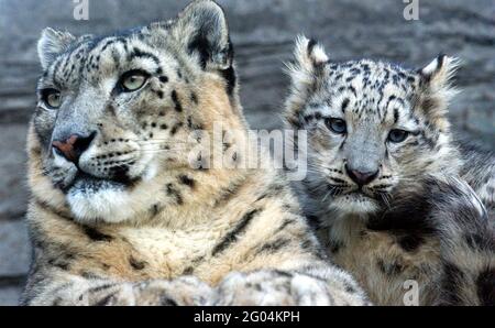 Vishnu, der kleine Schneeleopard, tat sein Bestes, um dieses Jahr ein weisses Weihnachtsfest zu machen, als er seine ersten zaghaften Schritte in die Welt unter dem wachsamen Auge von Mutter Yasmin machte. Das fünf Monate alte Junge ist einer von nur 17 Schneeleoparden in Großbritannien und machte seinen ersten öffentlichen Auftritt im Marwell Zoo in Winchester, Hants. Schneeleoparden sind eine der am meisten gefährdeten Arten der Welt und stammen aus den Bergen Zentralasiens in kriegsgebeutelten Ländern wie Afghanistan. Es gibt nur 5,000 in der Welt, und ihre Zahl sinkt rapide durch Kriegsführung und wird nach ihrem Fell gejagt. Gaynor W Stockfoto