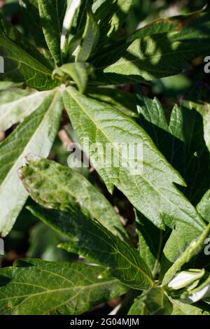 Distal akute, proximal dämpfende Blätter von kalifornischem Beifuß, Artemisia Douglasiana, Asteraceae, die in den Santa Monica Mountains im Frühling heimisch sind. Stockfoto