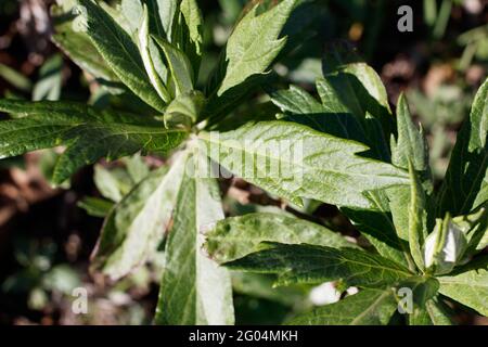 Distal akute, proximal dämpfende Blätter von kalifornischem Beifuß, Artemisia Douglasiana, Asteraceae, die in den Santa Monica Mountains im Frühling heimisch sind. Stockfoto