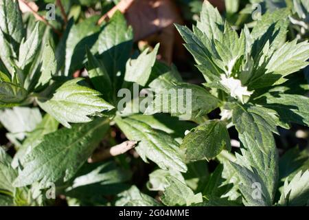 Distal akute, proximal dämpfende Blätter von kalifornischem Beifuß, Artemisia Douglasiana, Asteraceae, die in den Santa Monica Mountains im Frühling heimisch sind. Stockfoto