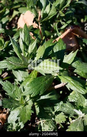 Distal akute, proximal dämpfende Blätter von kalifornischem Beifuß, Artemisia Douglasiana, Asteraceae, die in den Santa Monica Mountains im Frühling heimisch sind. Stockfoto