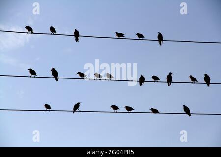 Ein Schwarm Amseln sitzt auf Drähten ähnlich wie Musiknoten vor einem blauen wolkenlosen Himmel. Stockfoto